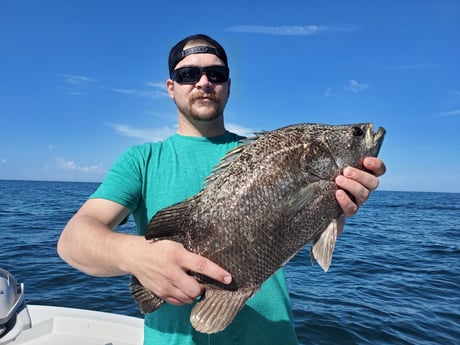 Tripletail fishing in St. Petersburg, Florida