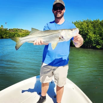 Snook Fishing in St. Petersburg, Florida