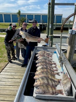 Black Drum, Redfish, Sheepshead Fishing in Galveston, Texas