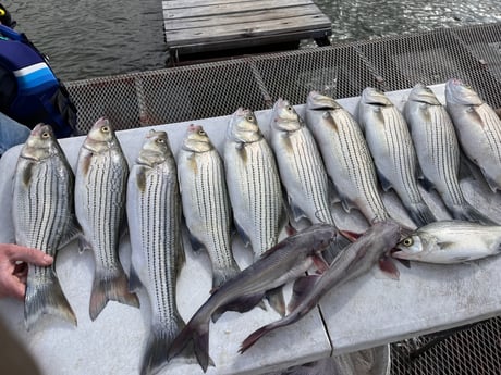 Fishing in Burnet, Texas