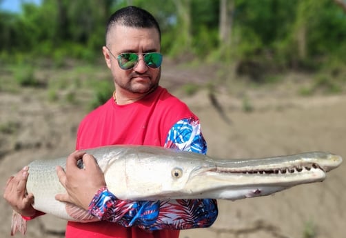 Alligator Gar fishing in Dallas, Texas