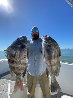 Sheepshead fishing in Galveston, Texas