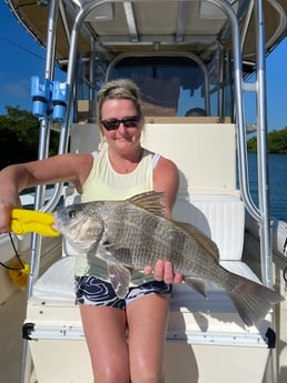 Black Drum Fishing in Sarasota, Florida