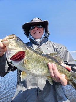 Largemouth Bass Fishing in Fort Lauderdale, Florida