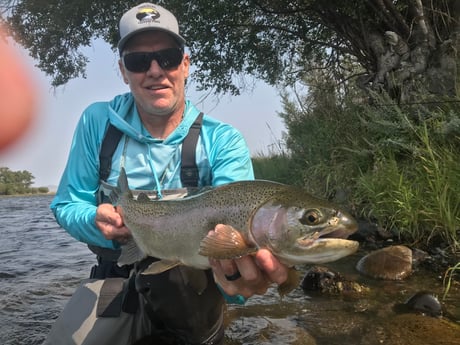 Rainbow Trout fishing in Sheridan, Montana