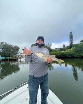 Snook Fishing in Sarasota, Florida