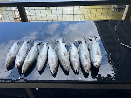 Fishing in Galveston, Texas