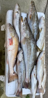 Redfish, Speckled Trout / Spotted Seatrout fishing in Galveston, Texas