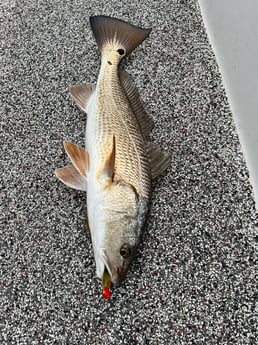 Fishing in Holmes Beach, Florida