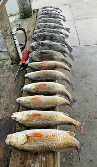 Black Drum, Redfish Fishing in Rockport, Texas