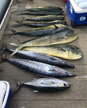 Barracuda, Blackfin Tuna, Mahi Mahi / Dorado fishing in Port Orange, Florida