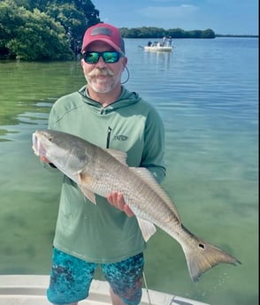 Snook fishing in St. Petersburg, Florida