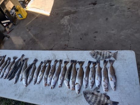 Sheepshead, Speckled Trout / Spotted Seatrout Fishing in Brunswick, Georgia