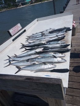 Fishing in Gulf Shores, Alabama