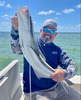 Cobia Fishing in Islamorada, Florida