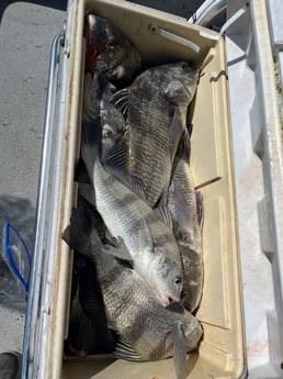 Black Drum Fishing in Rockport, Texas