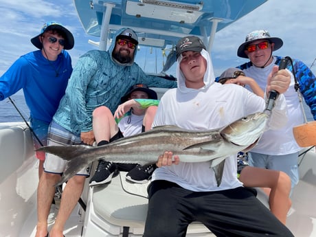 Cobia fishing in St. Augustine, Florida