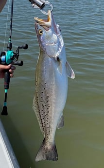 Speckled Trout / Spotted Seatrout fishing in Bolivar Peninsula, Texas