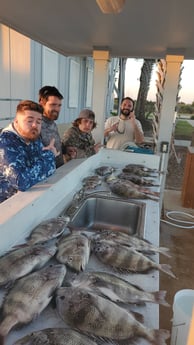 Sheepshead Fishing in Galveston, Texas