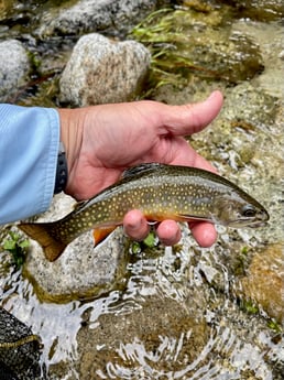 Brook Trout Fishing in Hume, California