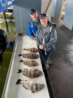 Black Drum, Sheepshead Fishing in Galveston, Texas