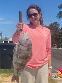 Sheepshead fishing in Destin, Florida