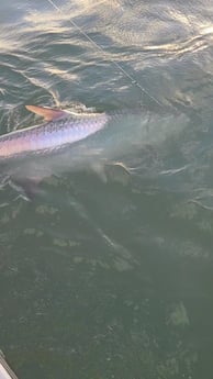 Tarpon fishing in Port O&#039;Connor, Texas