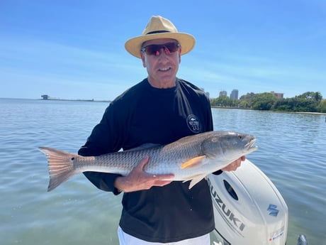 Redfish fishing in St. Petersburg, Florida