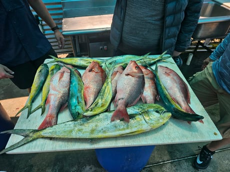 Mahi Mahi, Red Snapper Fishing in Destin, Florida