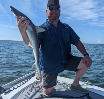 Bonnethead Shark fishing in Tampa, Florida