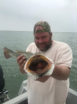 Speckled Trout / Spotted Seatrout fishing in Port Aransas, Texas