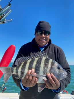 Sheepshead fishing in Sarasota, Florida