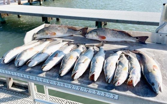 Redfish, Speckled Trout / Spotted Seatrout Fishing in Corpus Christi, Texas