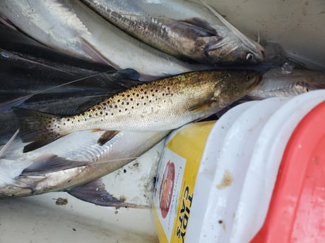 Fishing in Navarre, Florida