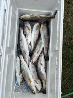 Speckled Trout Fishing in Galveston, Texas