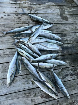 Fishing in Orange Beach, Alabama