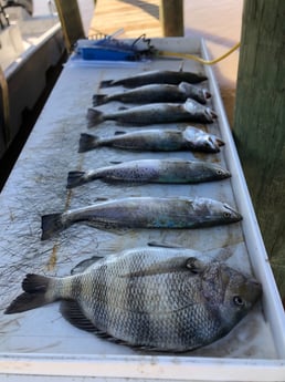 Redfish fishing in Matagorda, Texas