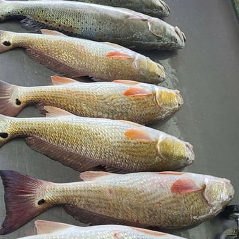 Redfish, Speckled Trout / Spotted Seatrout fishing in Galveston, Texas