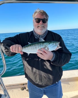 Little Tunny / False Albacore Fishing in Jacksonville, Florida