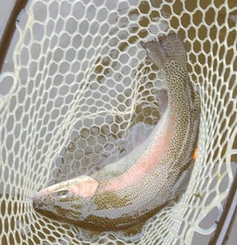 Rainbow Trout fishing in Broken Bow, Oklahoma