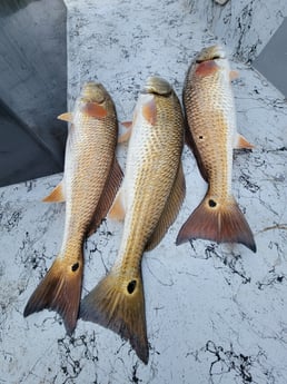 Redfish Fishing in Rio Hondo, Texas