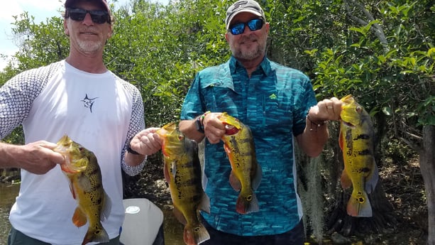 Peacock Bass fishing in Fort Lauderdale, Florida