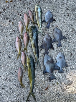 Mahi Mahi, Triggerfish, Yellowtail Snapper Fishing in Key Largo, Florida