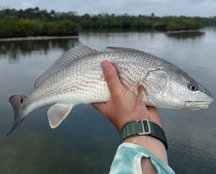 Redfish Fishing in New Smyrna Beach, Florida