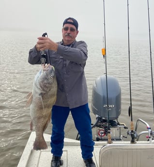 Black Drum Fishing in Freeport, Texas