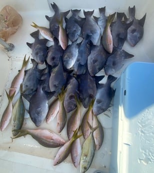 Triggerfish, Yellowtail Snapper Fishing in Key Largo, Florida