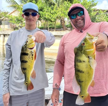 Peacock Bass fishing in Delray Beach, Florida