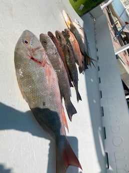 Mangrove Snapper, Mutton Snapper Fishing in Key West, Florida