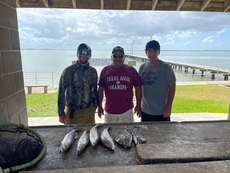 Black Drum, Sheepshead, Speckled Trout / Spotted Seatrout fishing in Palacios, Texas