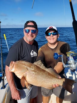 Red Grouper fishing in Clearwater, Florida